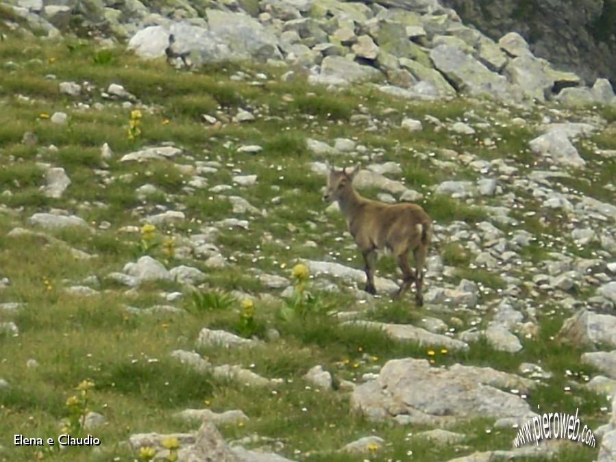 10 - Cucciolo di stambecco.jpg